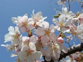 桜：花言葉「高潔」